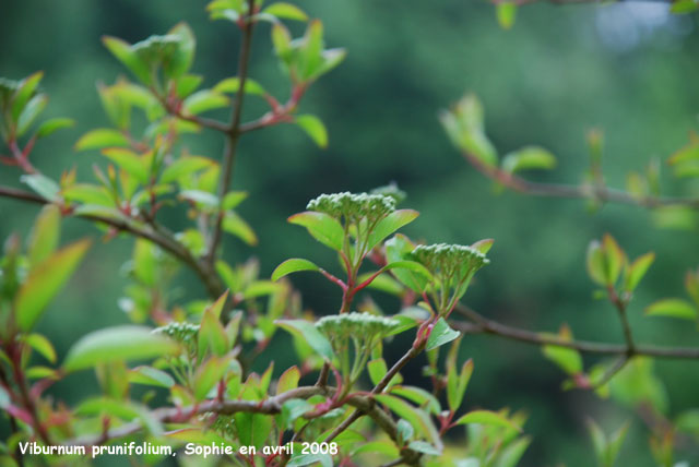 Viburnum prunifolium