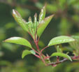 Viburnum prunifolium