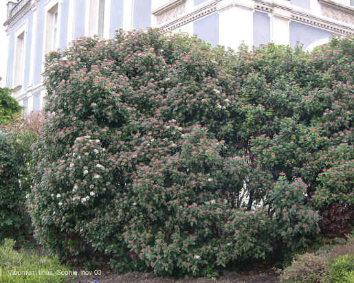 Viburnum tinus