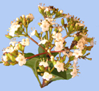 Viburnum tinus