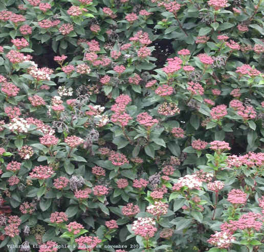 Viburnum tinus