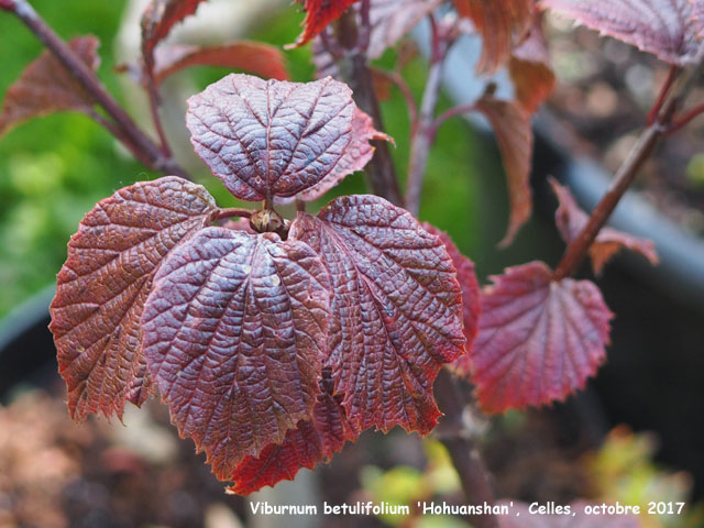 Viburnum betulifoilum 'Hohuanshan'