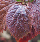 Viburnum betulifoium 'Hohuanshan'