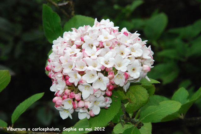 Viburnum x carlcephalum