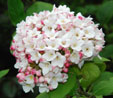 Viburnum x carlcephalum