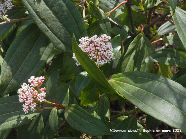 Viburnum davidii