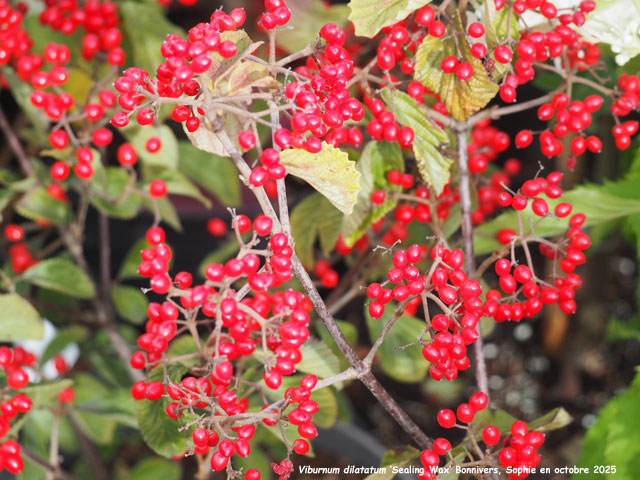 Viburnum dilatatum 'Sealing Wax'