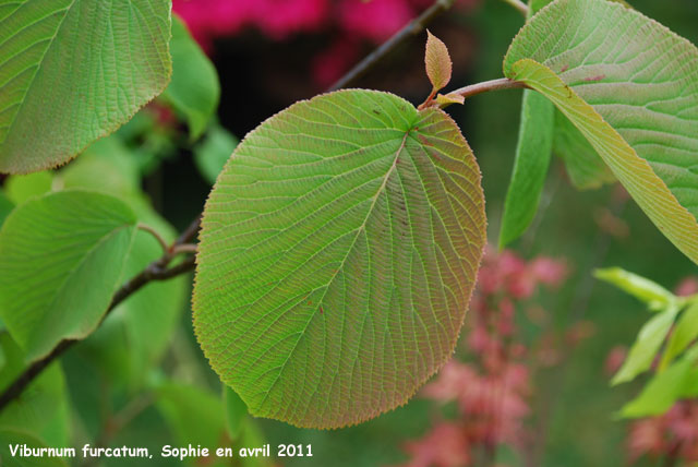 Viburnum furcatum