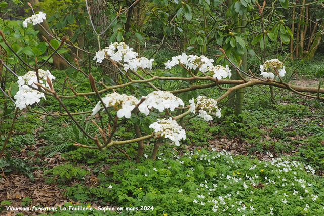 Viburnum furcatum