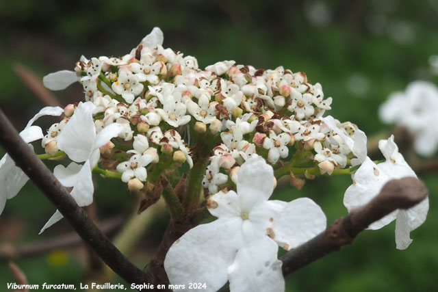 Viburnum furcatum