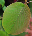 Viburnum furcatum