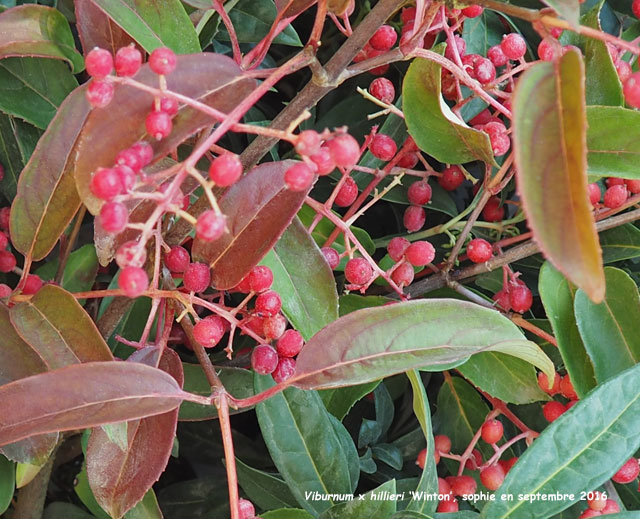 Viburnum x hillieri 'Winton'