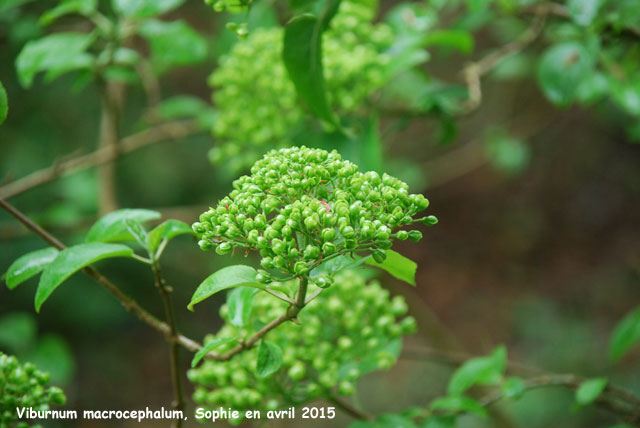 Viburnum macrocephalum