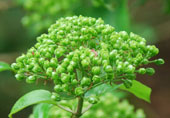 Viburnum macrocephalum