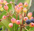 Viburnum nudum 'Pink Beauty'