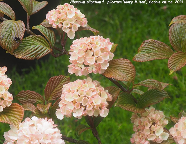 Viburnum plicatum f. plicatum 'Mary Milton'