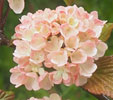 Viburnum plicatum 'Mary Milton'