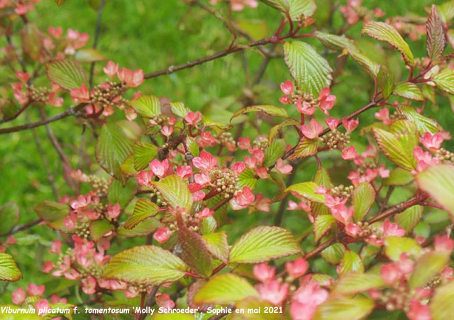 Viburnum plicatum 'Molly Schroeder'