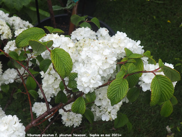 Viburnum plicatum f. plicatum 'Newzam'