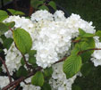 Viburnum plicatum 'Newzam'