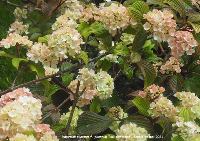 Viburnum plicatum f. plicatum 'Pink Sensation'