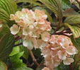 Viburnum plicatum f. plicatum  'Pink Sensation'