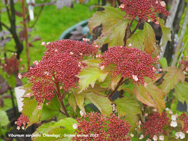 Viburnum sargentii 'Onondaga'
