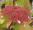 Viburnum sargentii 'Onondaga'