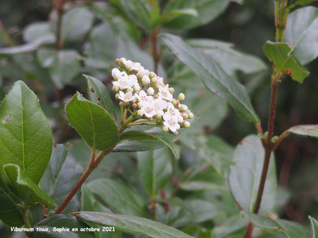 Viburnum tinus