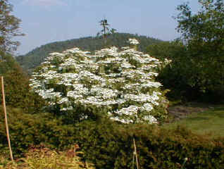 Viburnum plicatum 'Watanabe'