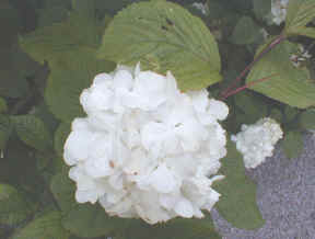 Viburnum plicatum 'Grandiflorum'