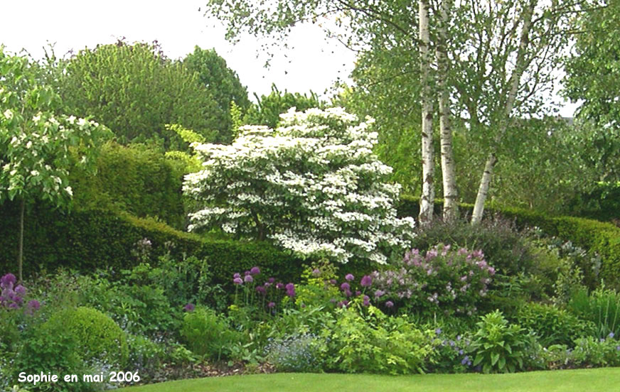 Viburnum plicatum 'Watanabe'