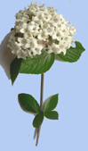 Viburnum x burkwoodii