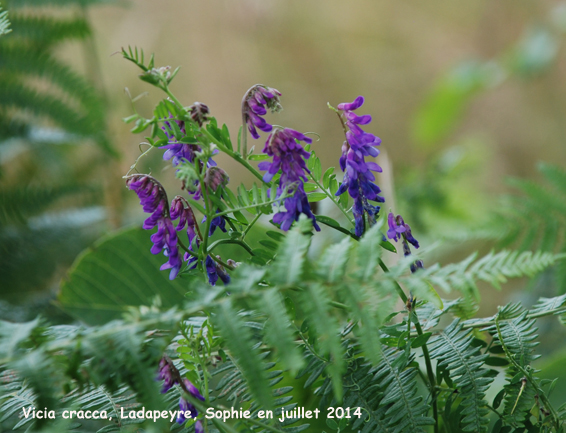 Vicia cracca