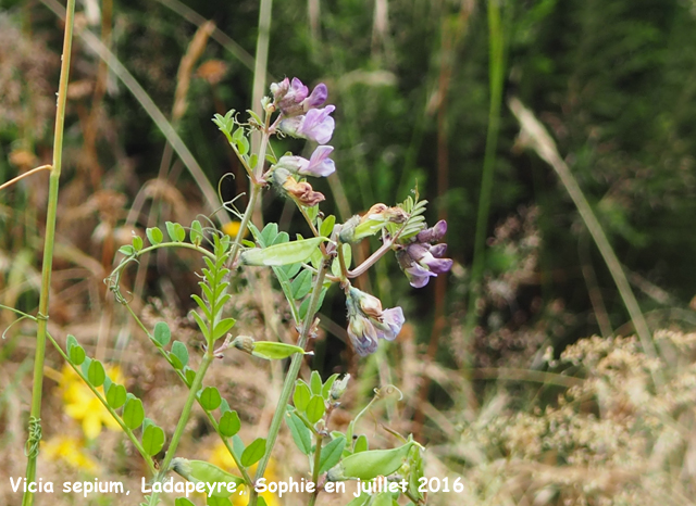 Vicia sepium