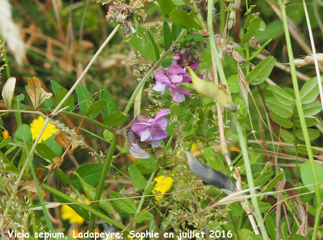 Vicia sepium