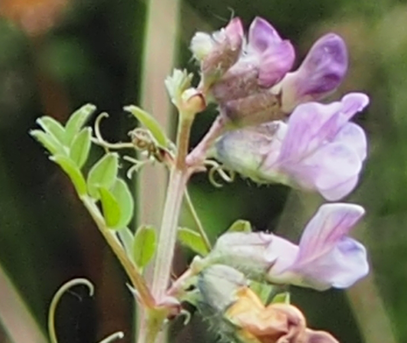 Vicia sepium