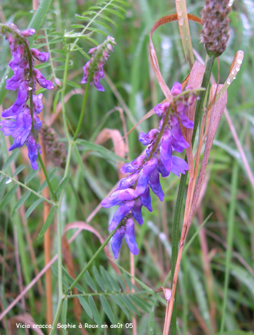 Vicia cracca