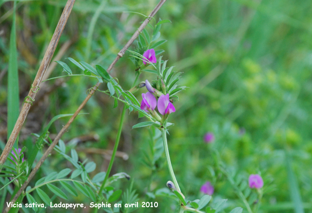 Vicia sativa