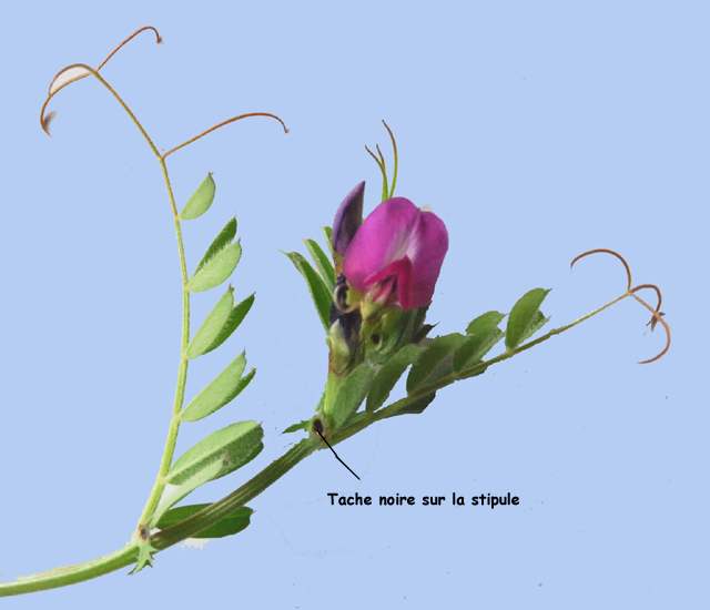 Vicia sativa