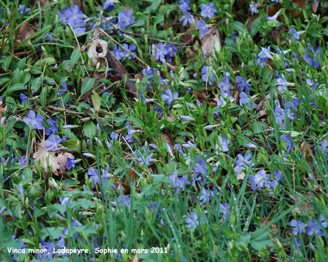 Vinca minor