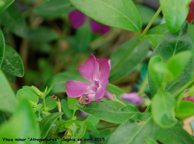 Vinca minor 'Atropurpurea'