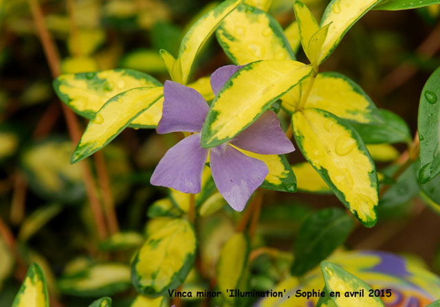 Viola minor 'Illumination'