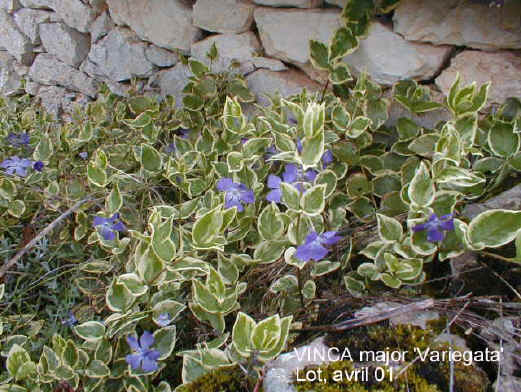 Vinca major