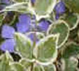 Vinca major cv