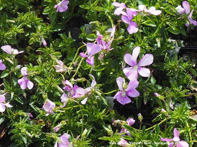 Viola cornuta 'Victoria's Blush'
