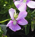 Viola cornuta 'Victoria's Blush'