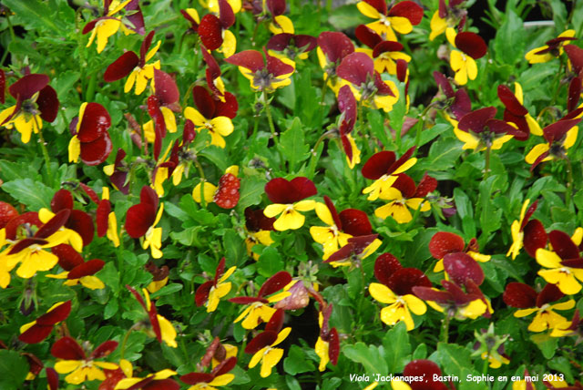 Viola 'Jackanapes'