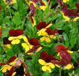 Viola 'Jackanapes'