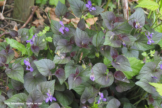 Viola labradorica